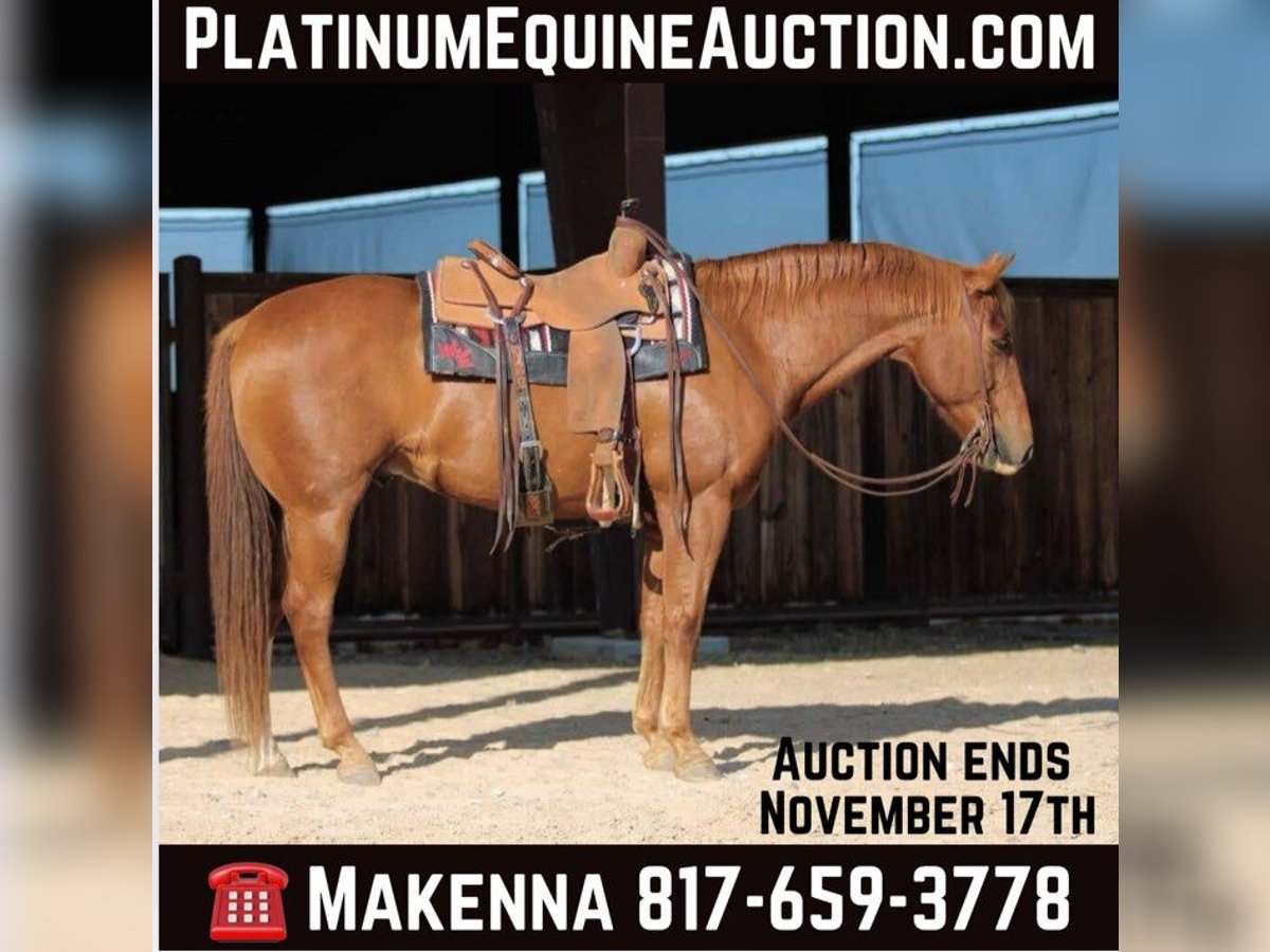 American Quarter Horse Castrone 13 Anni 160 cm Sauro ciliegia in Lipan TX