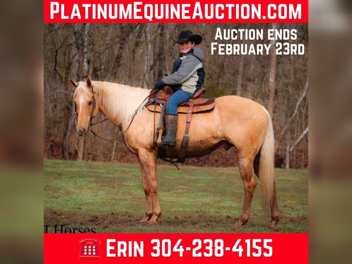 American Quarter Horse Castrone 13 Anni 163 cm Palomino in Flemingsburg KY