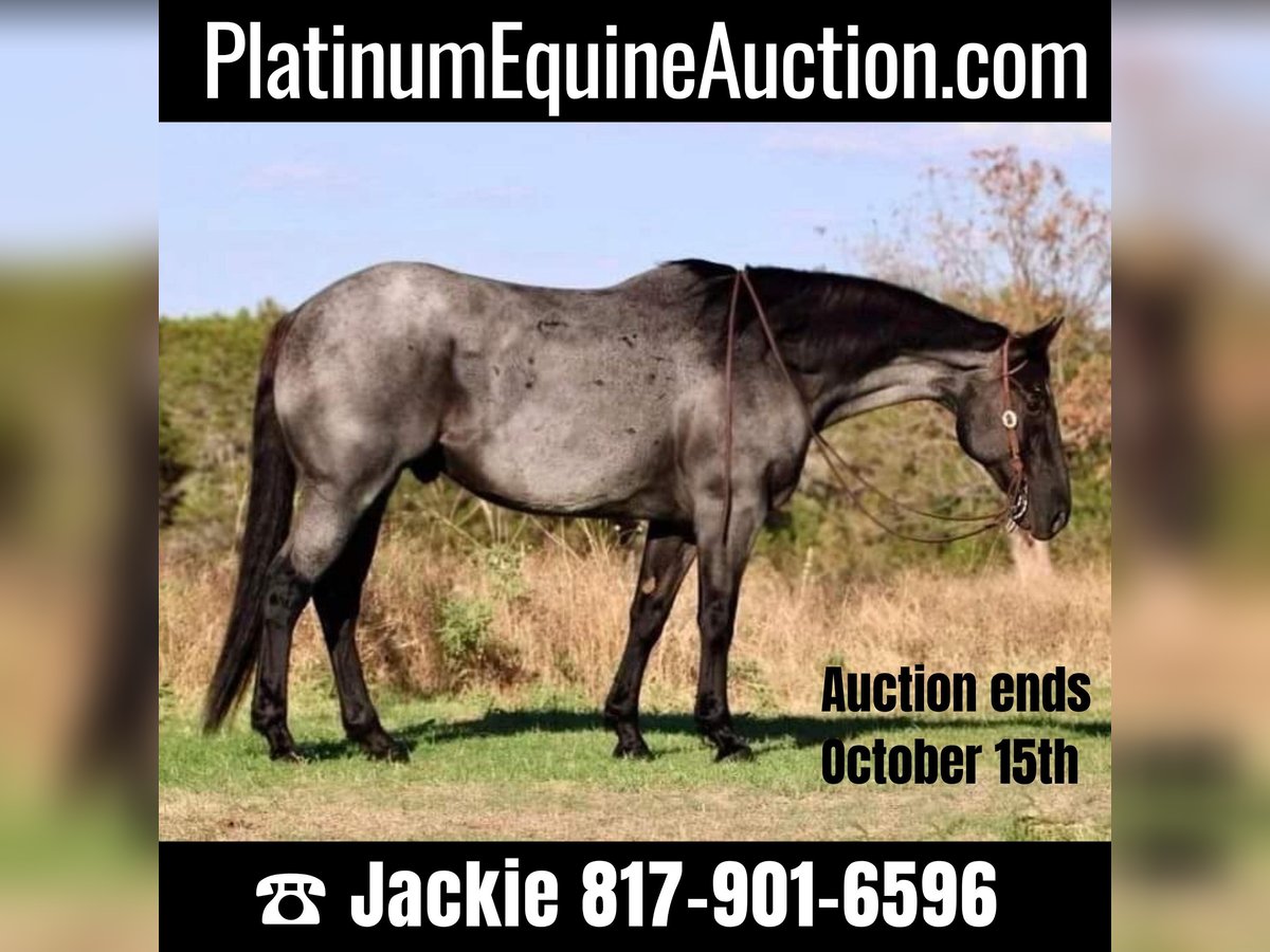 American Quarter Horse Castrone 13 Anni 163 cm Roano blu in WEATHERFORD, TX