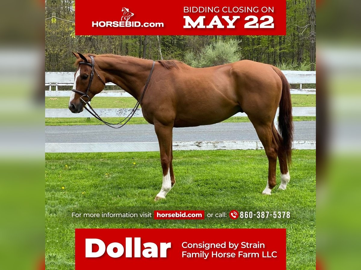 American Quarter Horse Castrone 13 Anni 163 cm Sauro ciliegia in Granby, CT