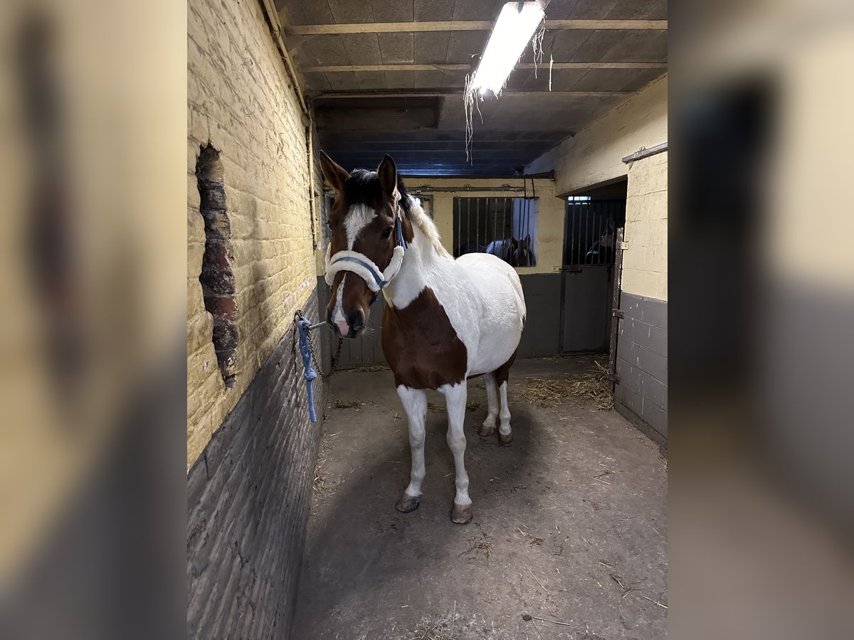 American Quarter Horse Castrone 13 Anni 165 cm Pezzato in Deux-Acren