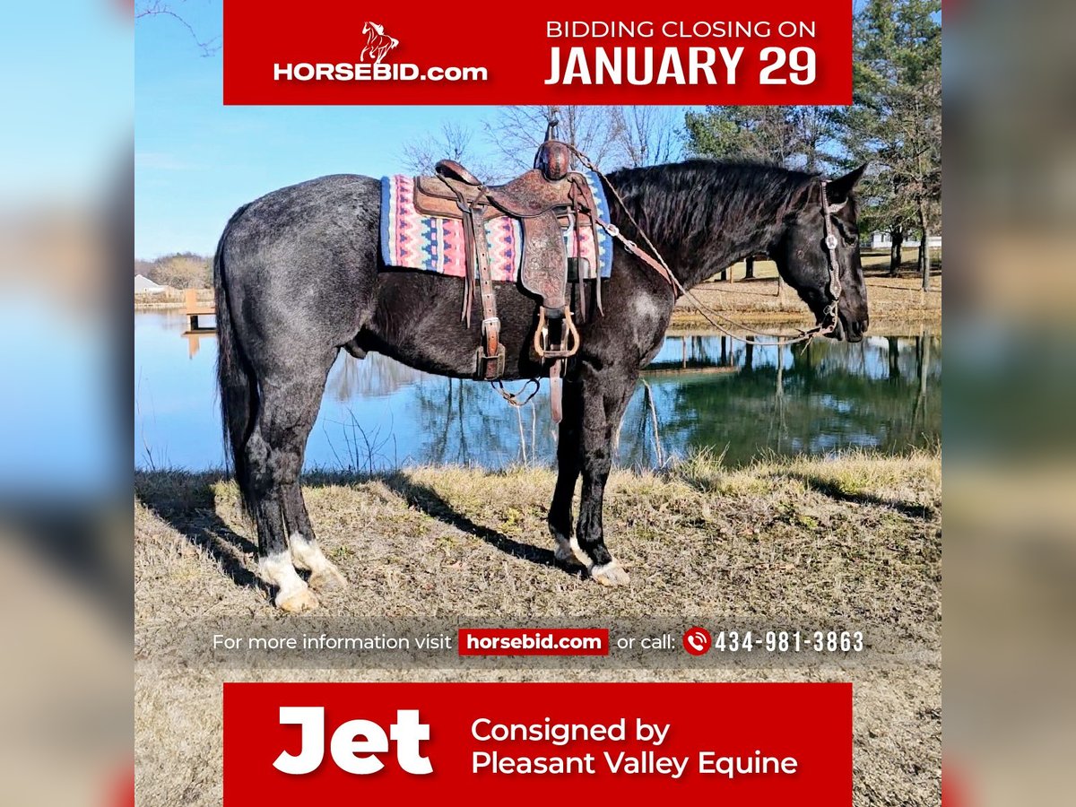 American Quarter Horse Castrone 13 Anni 165 cm Roano blu in Robards