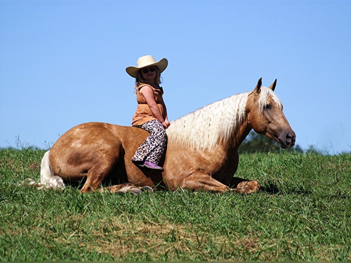 American Quarter Horse Castrone 13 Anni Palomino in Mt. Vernon KY