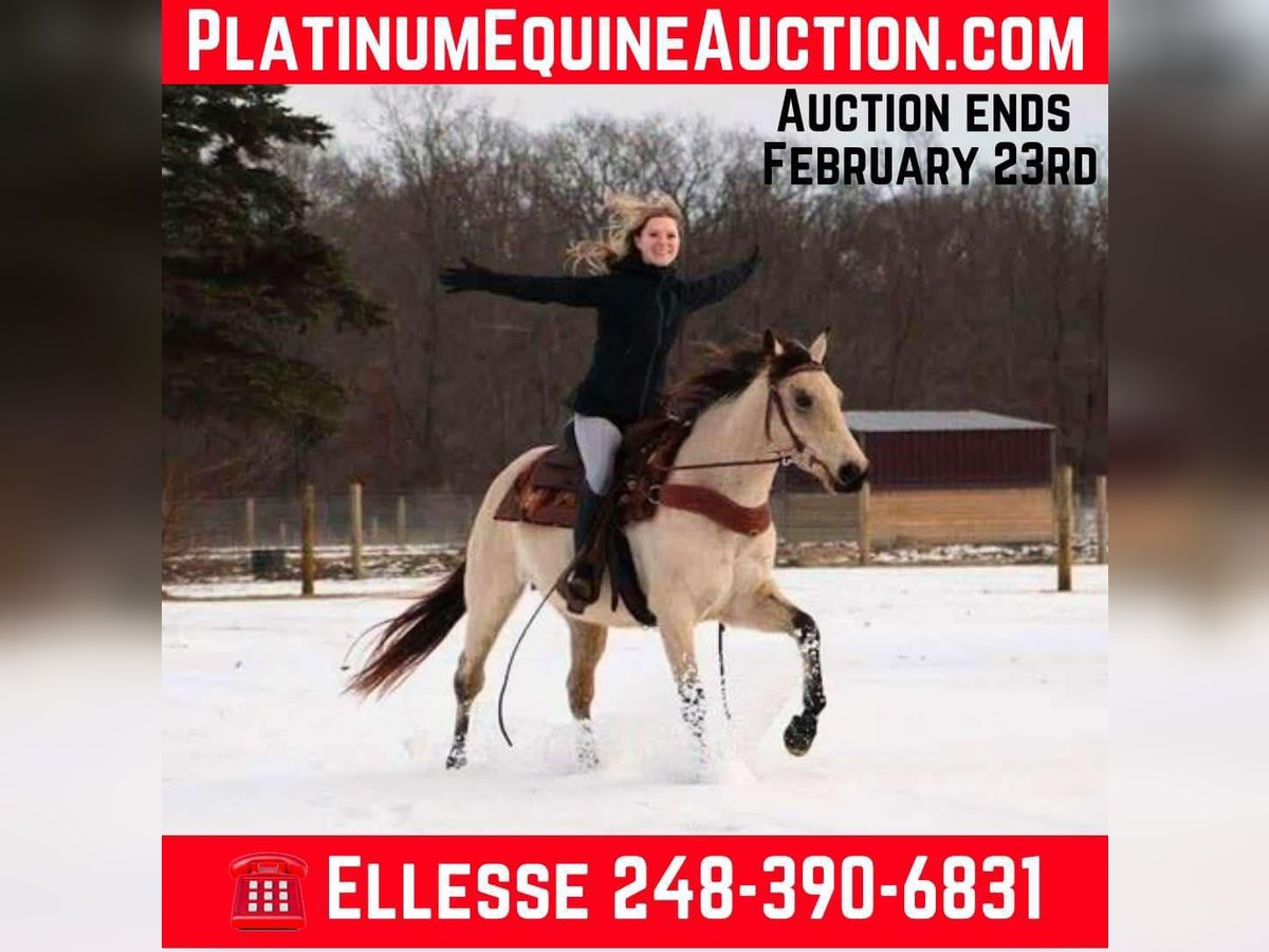 American Quarter Horse Castrone 13 Anni Pelle di daino in Howell MI