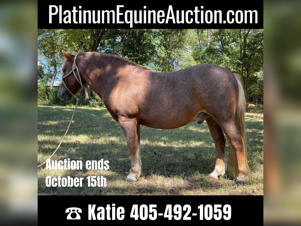 American Quarter Horse Castrone 13 Anni Sauro ciliegia in Brierfield, AL