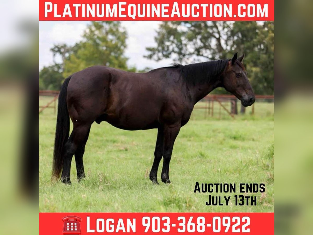 American Quarter Horse Castrone 14 Anni 142 cm Morello in Canton TX
