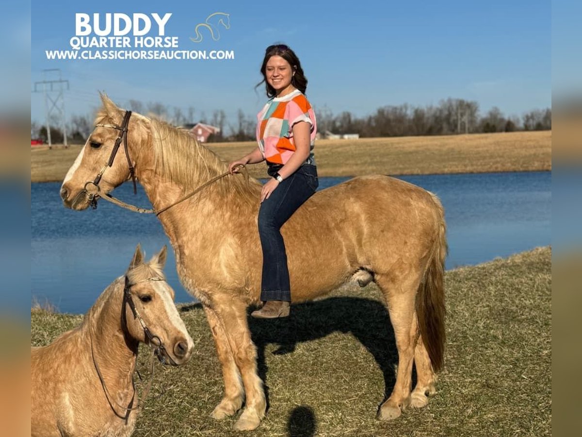 American Quarter Horse Castrone 14 Anni 142 cm Palomino in RICHMOND, KY