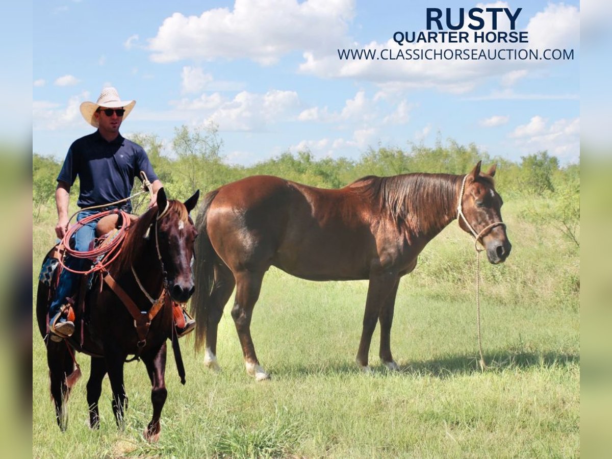 American Quarter Horse Castrone 14 Anni 142 cm Sauro scuro in Graham, TX