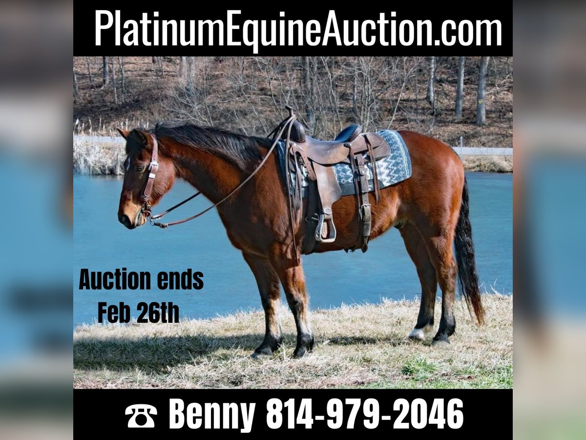 American Quarter Horse Castrone 14 Anni 147 cm Baio ciliegia in Everette PA
