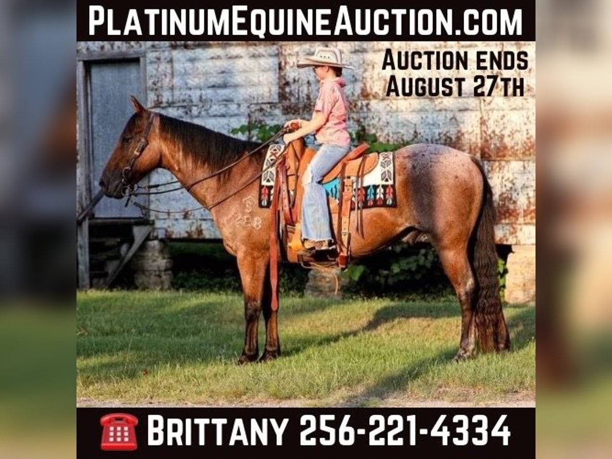 American Quarter Horse Castrone 14 Anni 147 cm Baio roano in Mt Hope Al