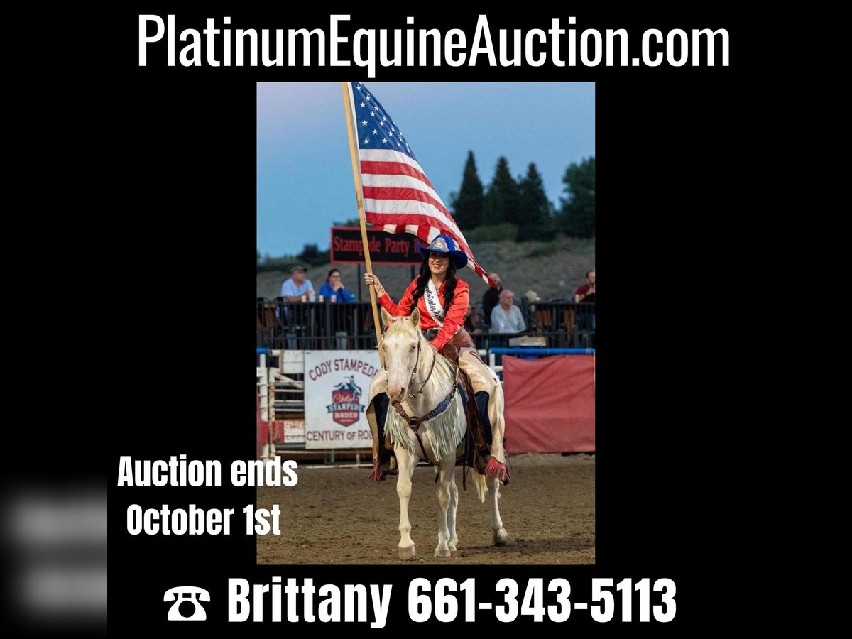 American Quarter Horse Castrone 14 Anni 147 cm Bianco in Cody WY