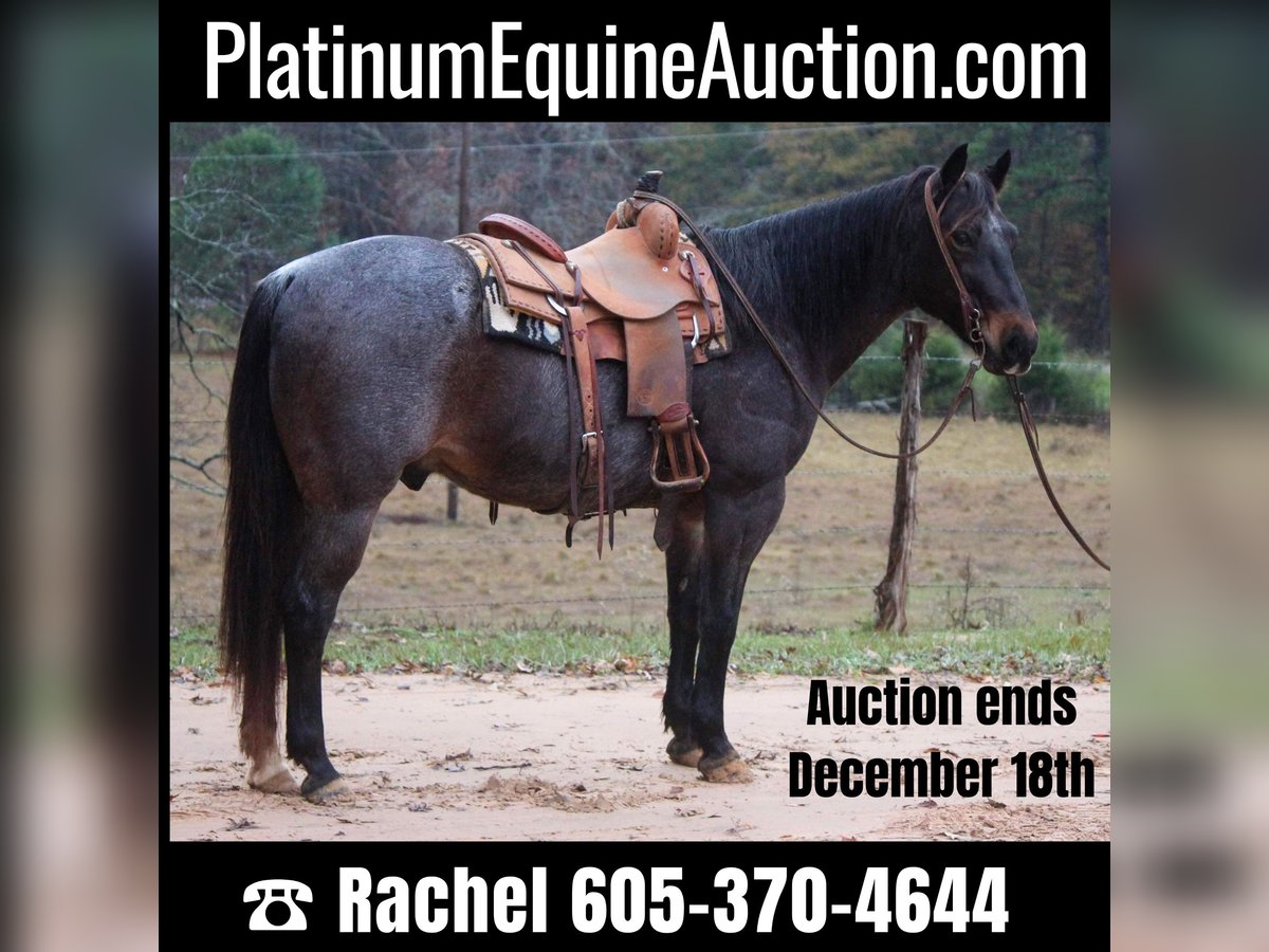 American Quarter Horse Castrone 14 Anni 150 cm Baio roano in Rusk TX