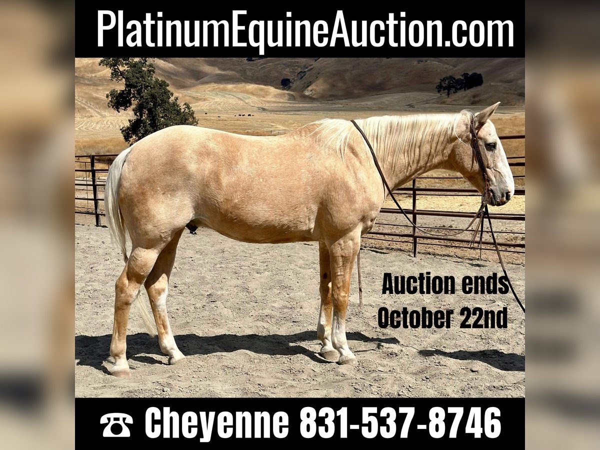 American Quarter Horse Castrone 14 Anni 150 cm Palomino in Bitterwater CA