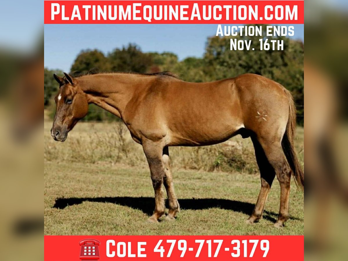 American Quarter Horse Castrone 14 Anni 150 cm Red dun in Quitman AR