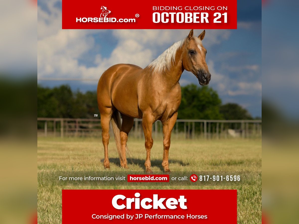 American Quarter Horse Castrone 14 Anni 152 cm Palomino in Weatherford, TX