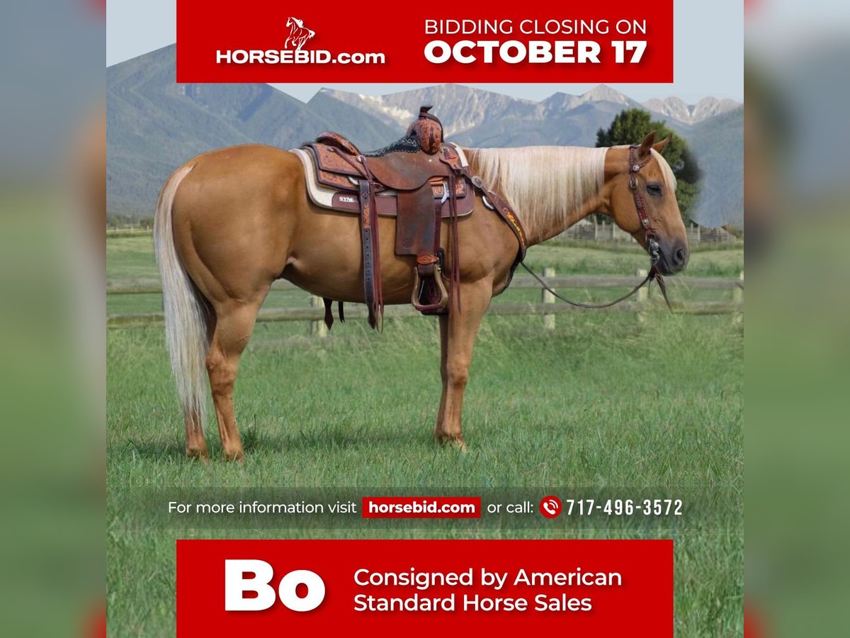 American Quarter Horse Mix Castrone 14 Anni 152 cm Palomino in Needmore, PA