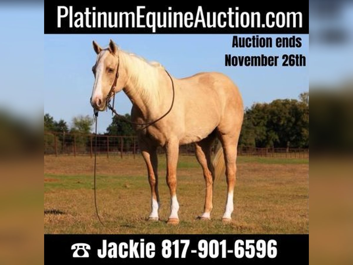 American Quarter Horse Castrone 14 Anni 152 cm Palomino in Weatherford, TX