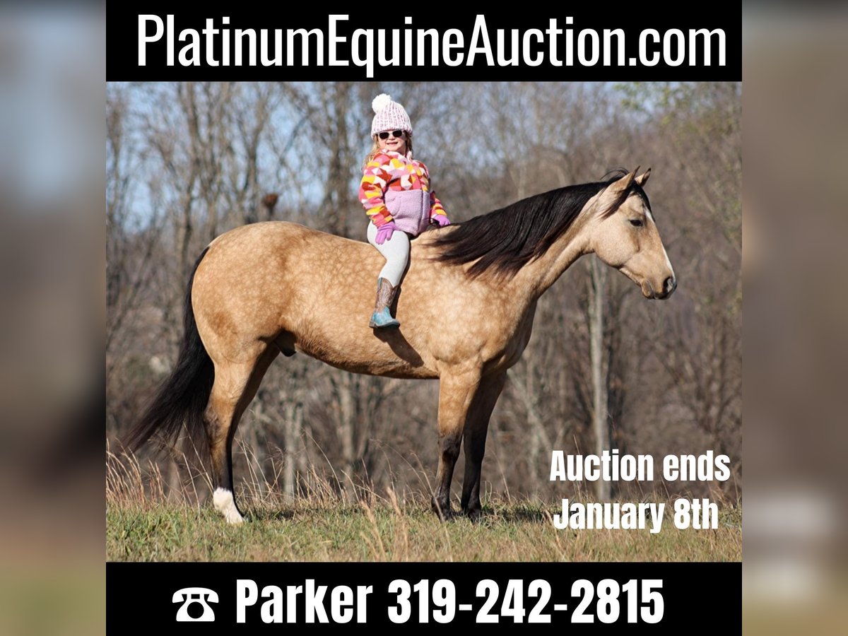 American Quarter Horse Castrone 14 Anni 152 cm Pelle di daino in Brodhead KY