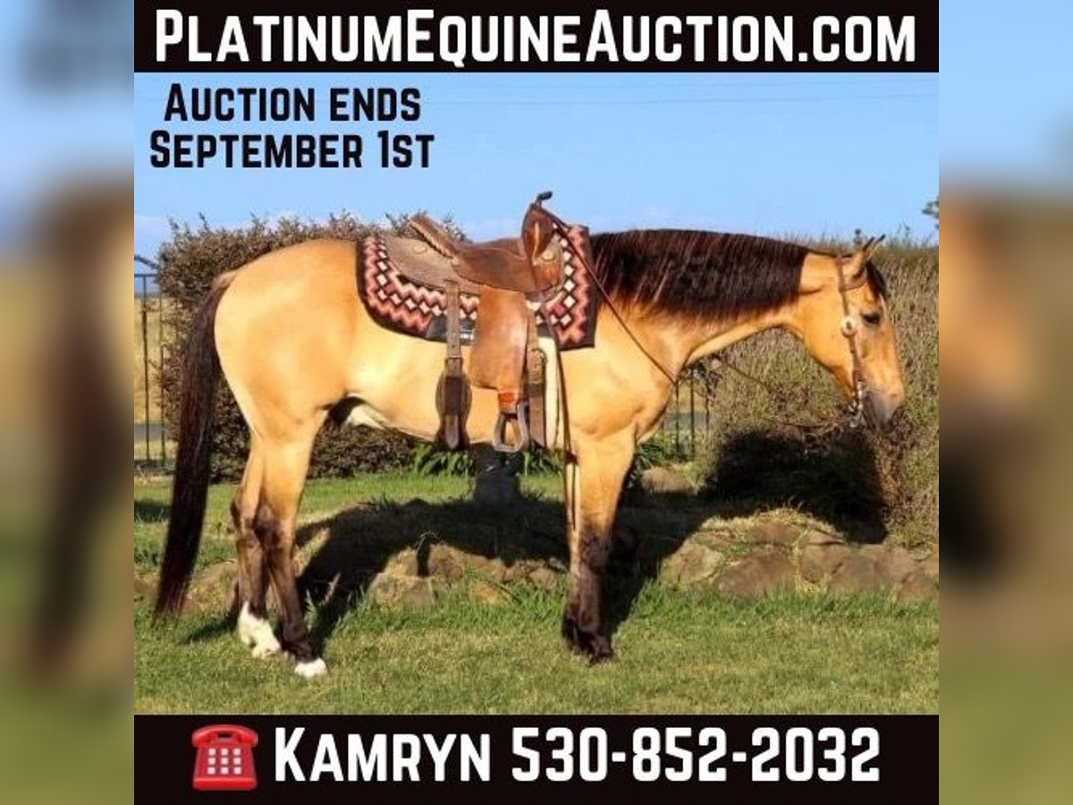 American Quarter Horse Castrone 14 Anni 152 cm Pelle di daino in Pleasant Grove CA