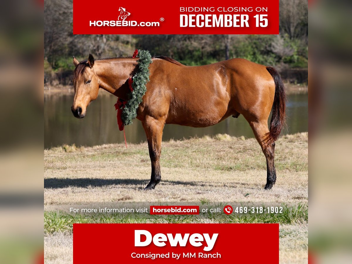 American Quarter Horse Castrone 14 Anni 152 cm Pelle di daino in Forney