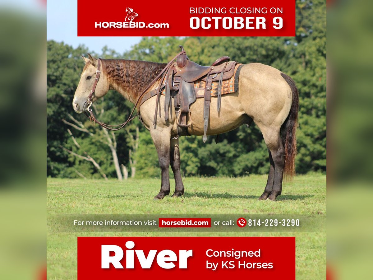 American Quarter Horse Castrone 14 Anni 152 cm Pelle di daino in Clarion, PA