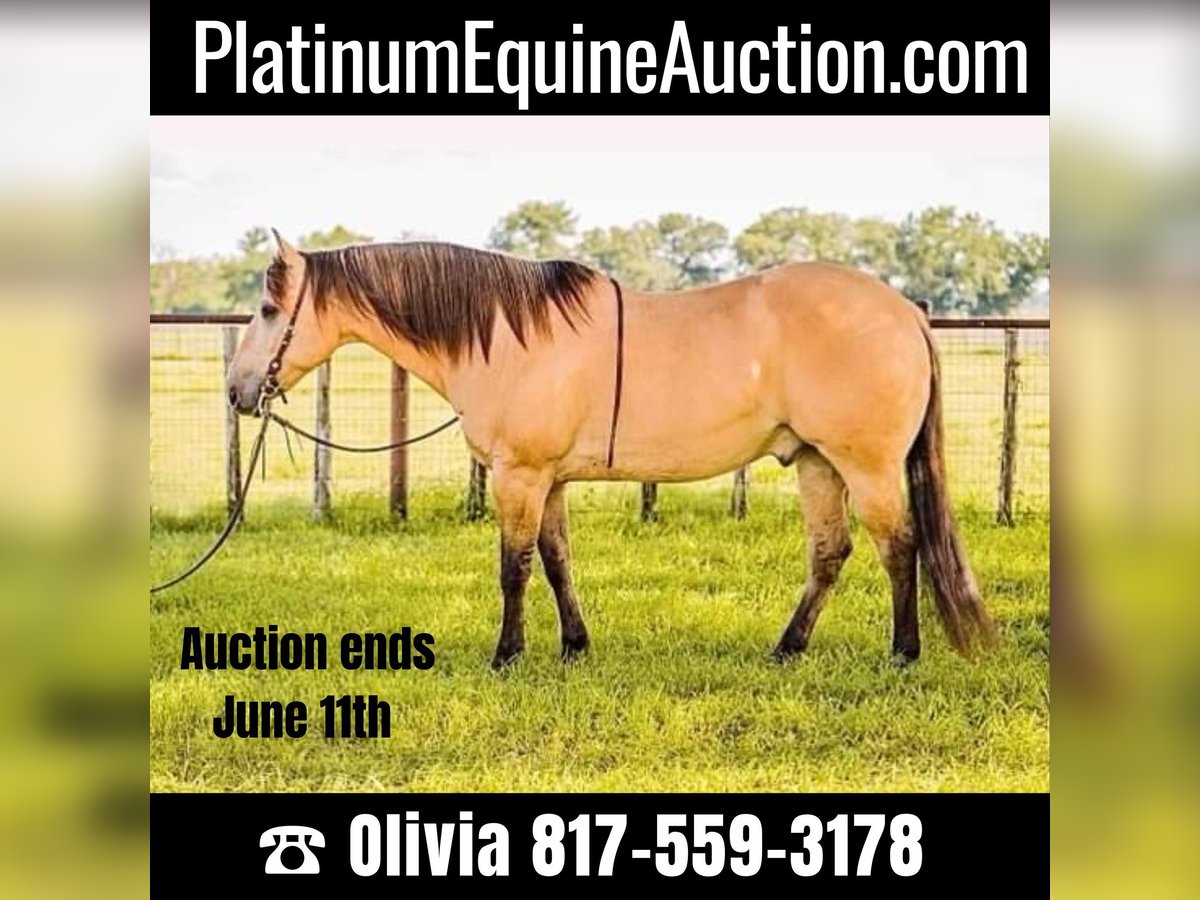 American Quarter Horse Castrone 14 Anni 152 cm Pelle di daino in Weatherford TX