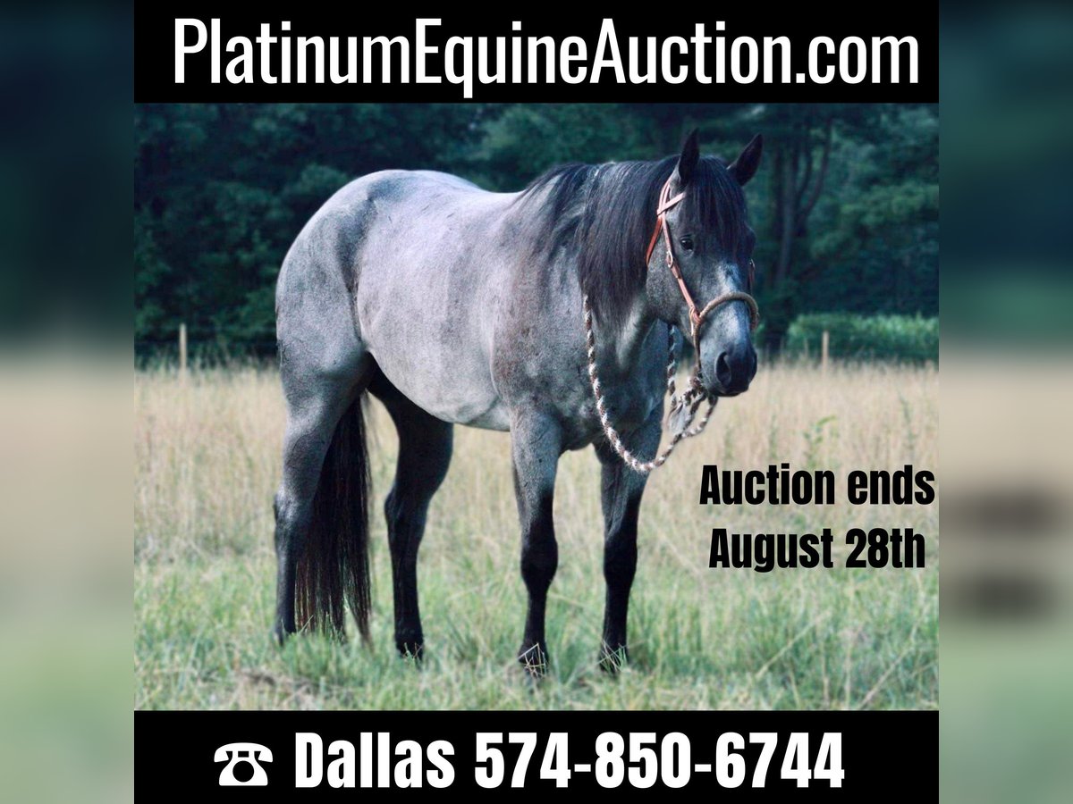 American Quarter Horse Castrone 14 Anni 152 cm Roano blu in North Judson IN