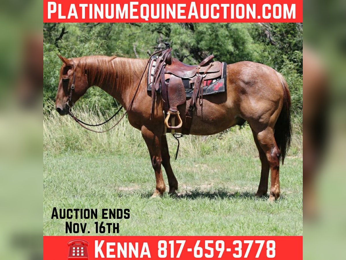 American Quarter Horse Castrone 14 Anni 152 cm Roano rosso in lipan Tx