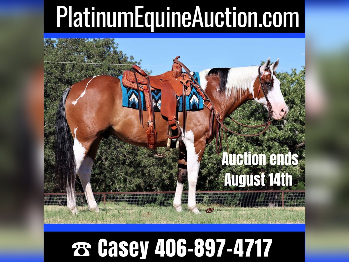 American Quarter Horse Castrone 14 Anni 152 cm Tobiano-tutti i colori in Jacksboro TX