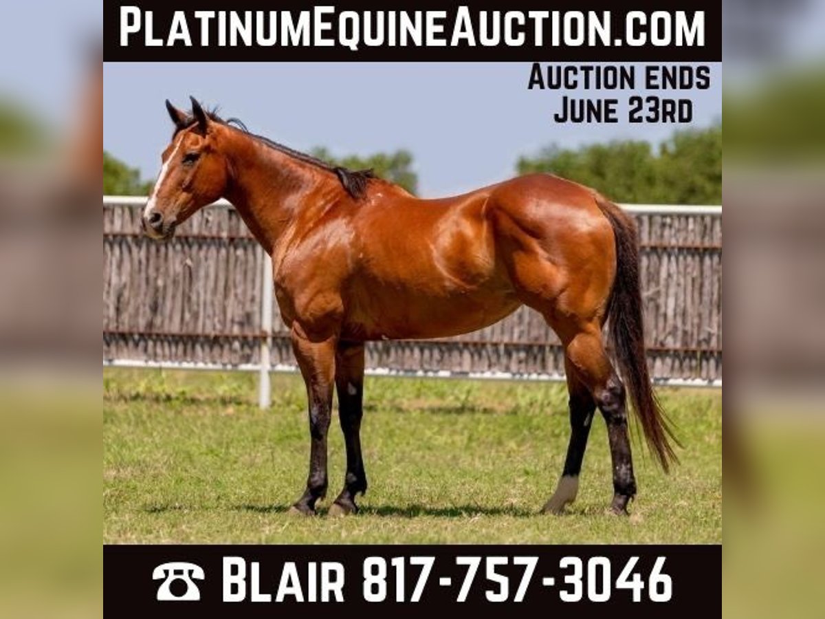 American Quarter Horse Castrone 14 Anni 155 cm Baio ciliegia in Weatherford TX