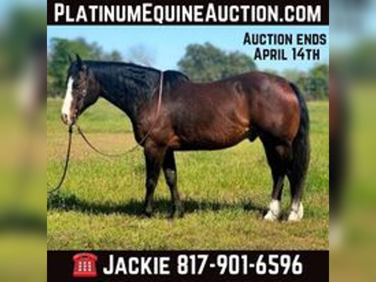 American Quarter Horse Castrone 14 Anni 155 cm Baio ciliegia in WEATHERFORD, TX