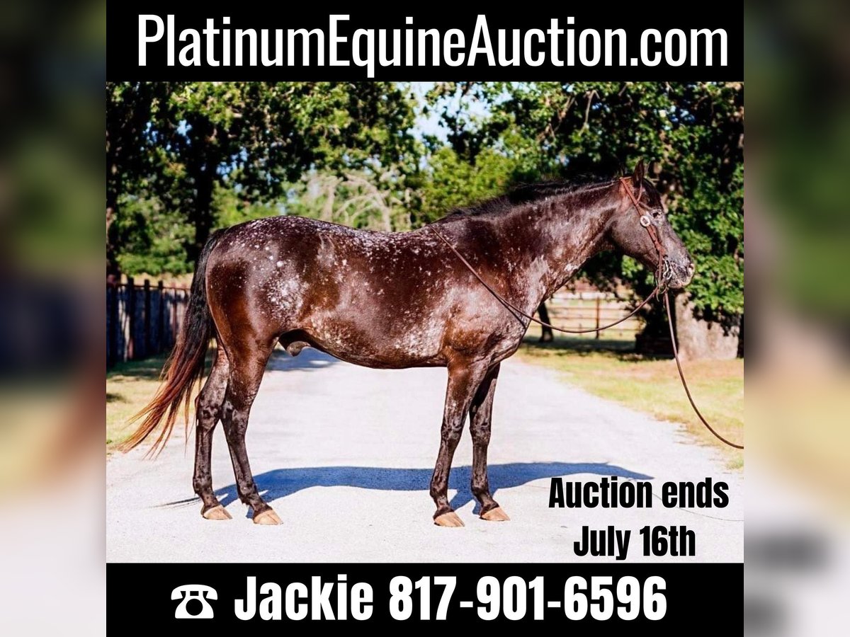 American Quarter Horse Castrone 14 Anni 155 cm Morello in Lipan, TX