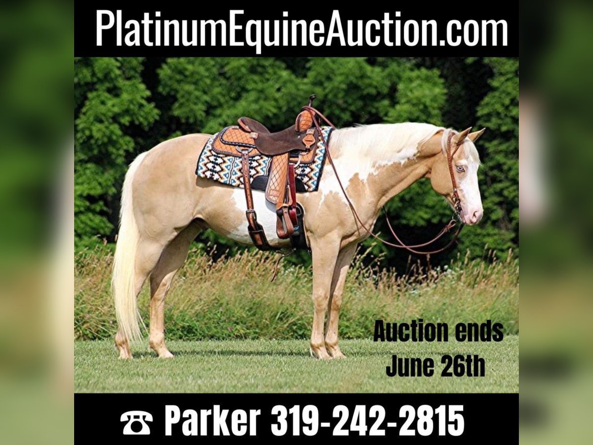 American Quarter Horse Castrone 14 Anni 155 cm Palomino in Brodhead KY