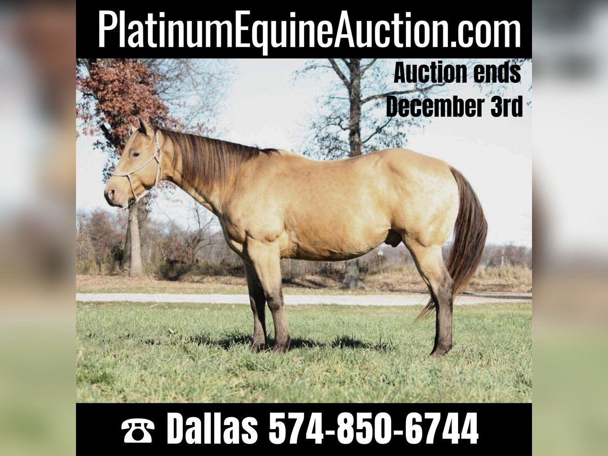 American Quarter Horse Castrone 14 Anni 155 cm Pelle di daino in North Judson IN