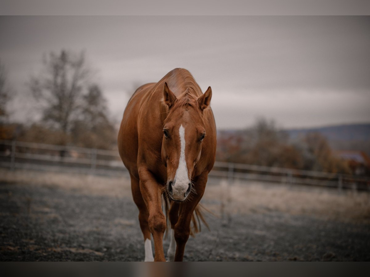 American Quarter Horse Castrone 14 Anni 157 cm Sauro in Karlsbad