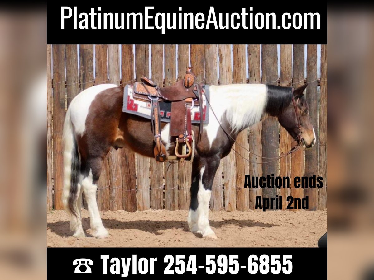 American Quarter Horse Castrone 14 Anni 157 cm Tobiano-tutti i colori in Morgan Mill TX