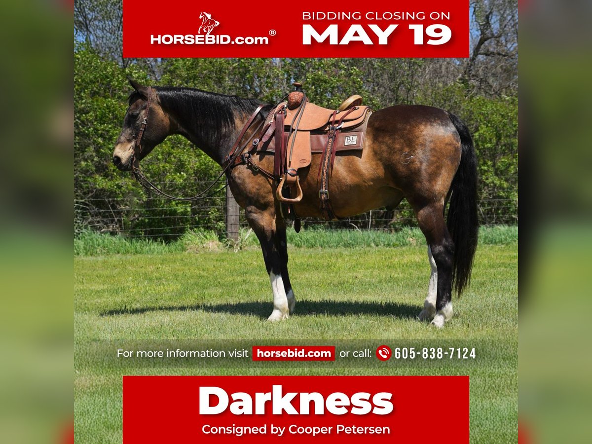 American Quarter Horse Castrone 14 Anni 160 cm Pelle di daino in Corsica, SD