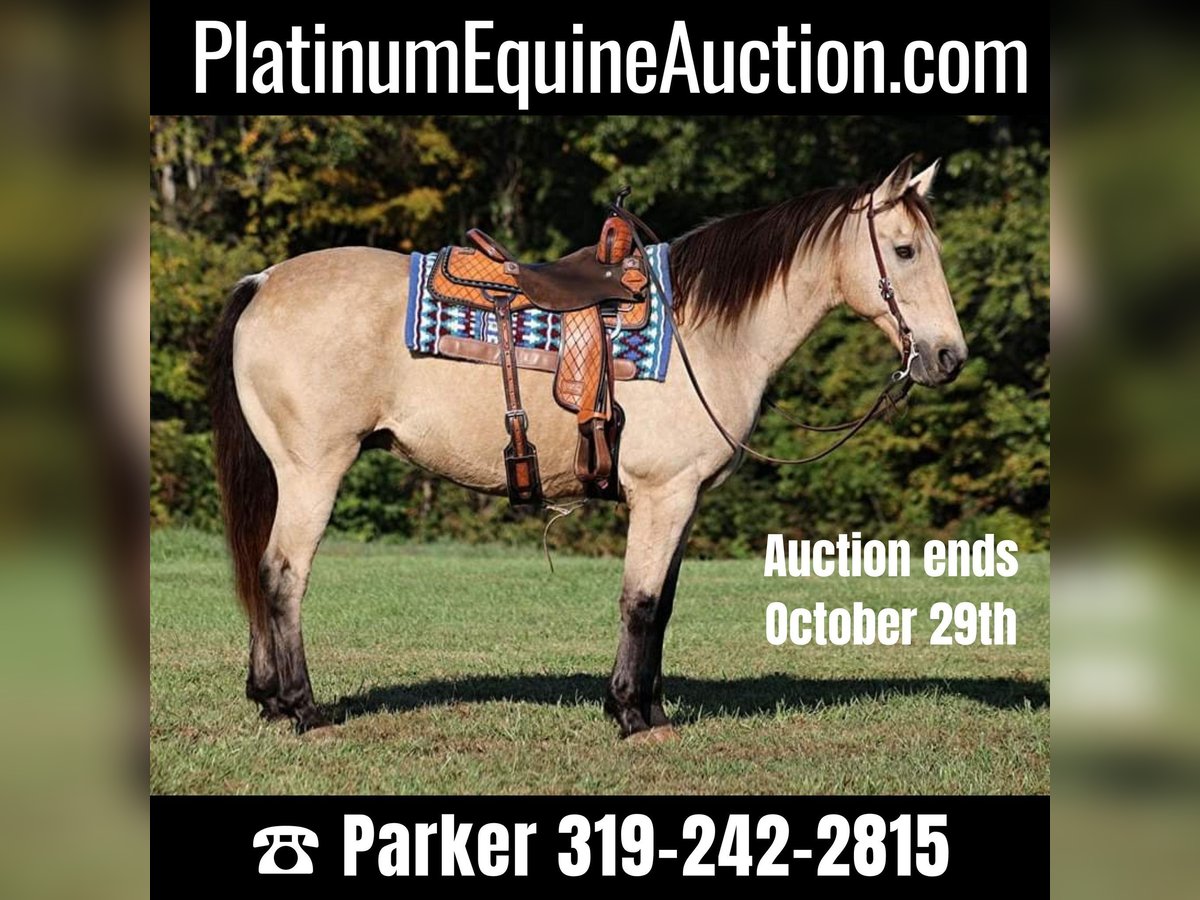 American Quarter Horse Castrone 14 Anni 160 cm Pelle di daino in Somerset, Ky