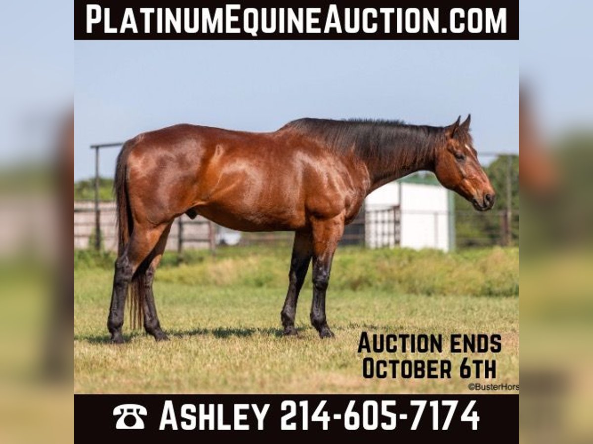 American Quarter Horse Castrone 14 Anni 163 cm Baio ciliegia in Weatherford TX