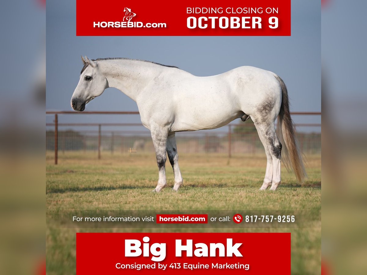 American Quarter Horse Castrone 14 Anni 163 cm Grigio in Granbury, TX