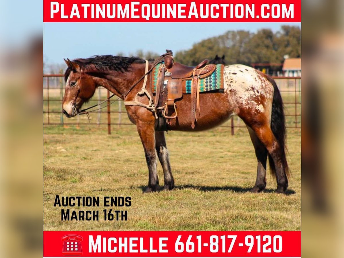 American Quarter Horse Castrone 14 Anni 165 cm Baio ciliegia in Stephenville TX