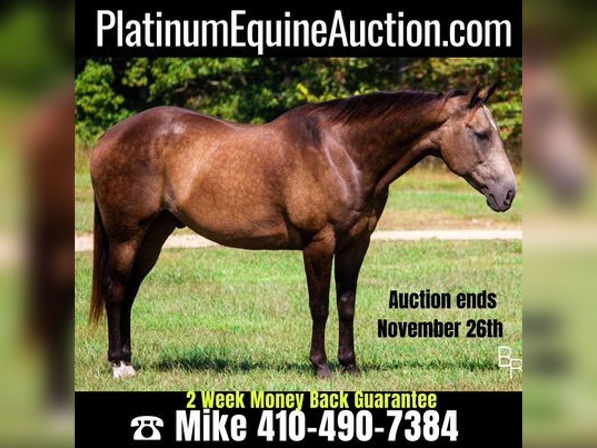 American Quarter Horse Castrone 14 Anni Pelle di daino in Mountain Grove, MO