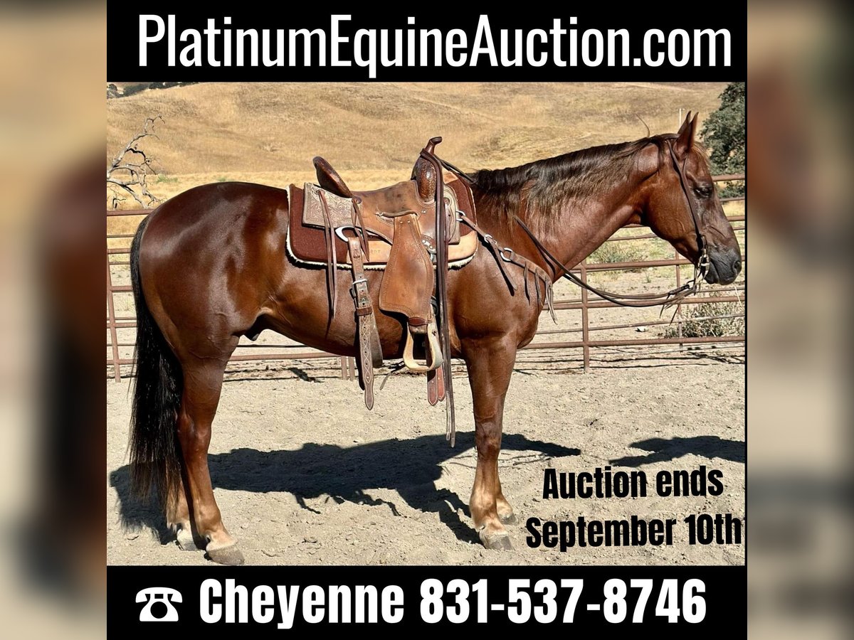 American Quarter Horse Castrone 14 Anni Sauro scuro in King City, CA