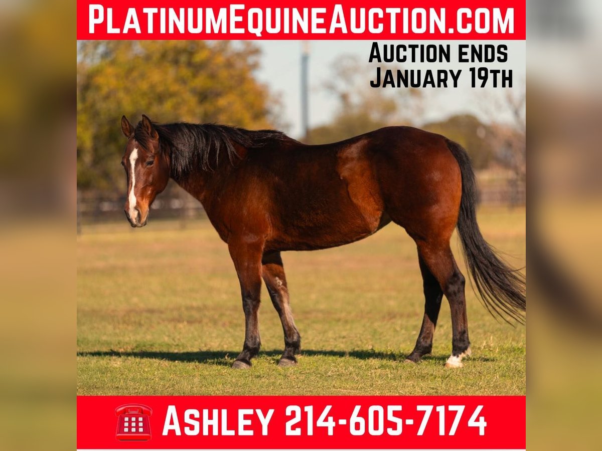 American Quarter Horse Castrone 15 Anni 142 cm Baio ciliegia in Weatherford TX