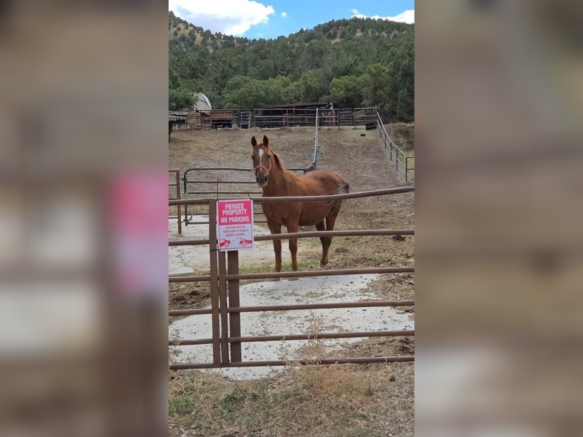 American Quarter Horse Mix Castrone 15 Anni 142 cm Sauro ciliegia in Herriman