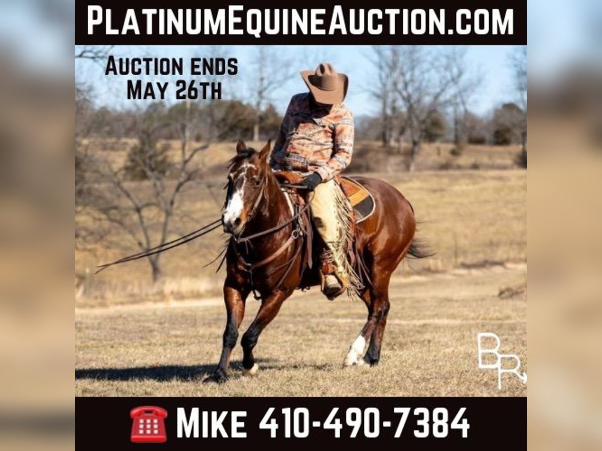 American Quarter Horse Castrone 15 Anni 147 cm Baio ciliegia in Mountain Grove MO