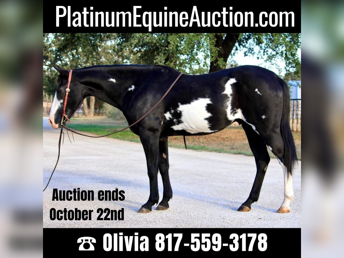 American Quarter Horse Castrone 15 Anni 147 cm Overo-tutti i colori in Weatherford TX