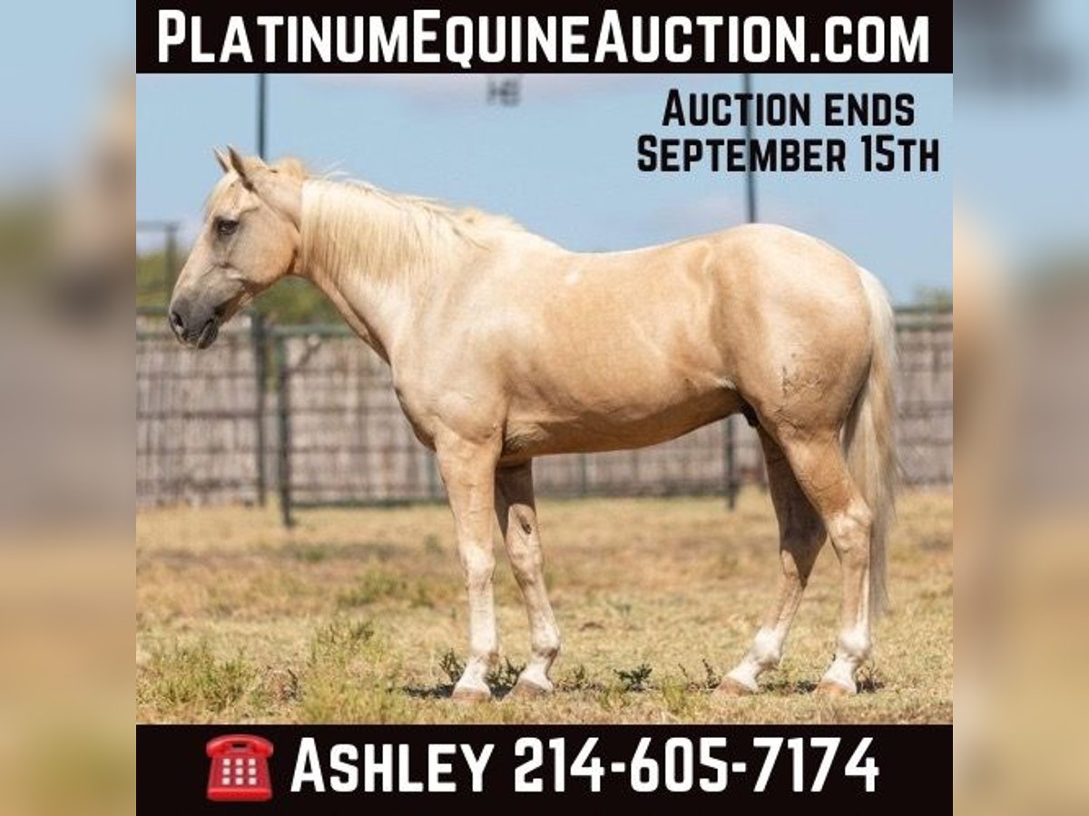 American Quarter Horse Castrone 15 Anni 147 cm Palomino in Weatherford TX