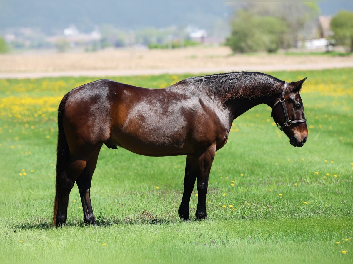 American Quarter Horse Castrone 15 Anni 150 cm Baio in Cannon Falls, MN