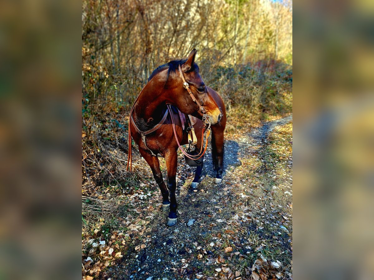 American Quarter Horse Castrone 15 Anni 150 cm Baio scuro in Sennwald